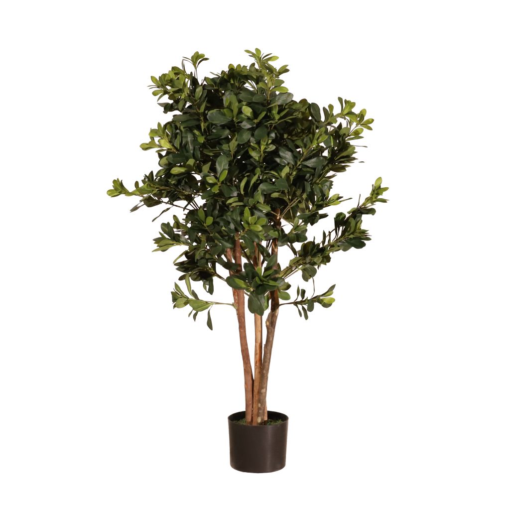 Azarero 120cm