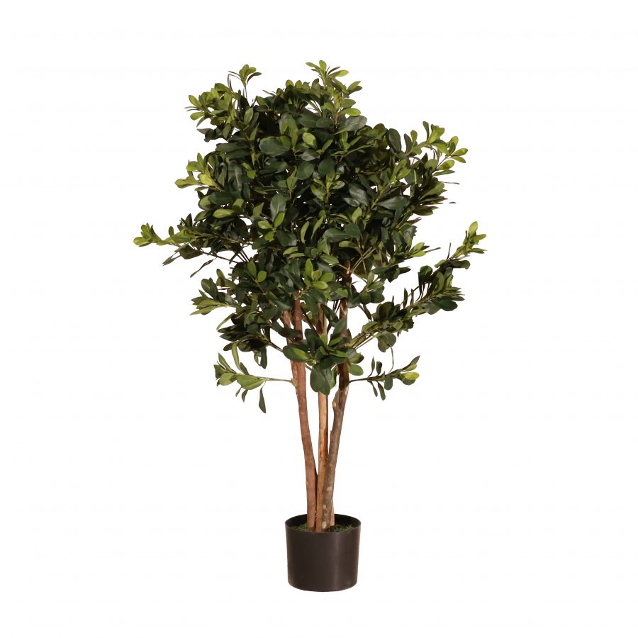 Azarero 120cm