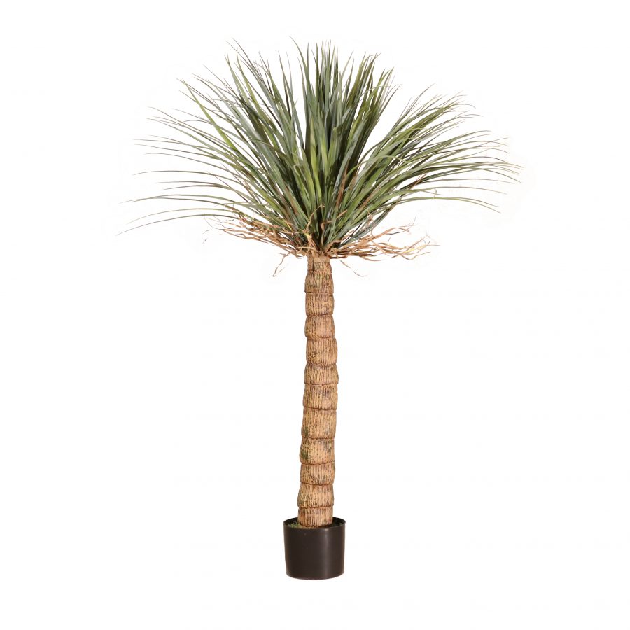 Drácena tropical 150cm
