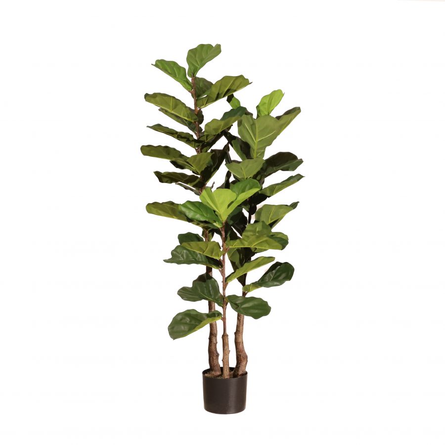 Ficus lyrata 135cm