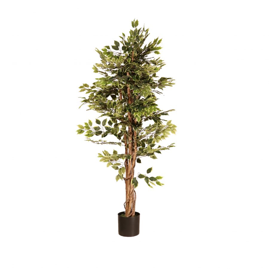 Ficus verde 180cm