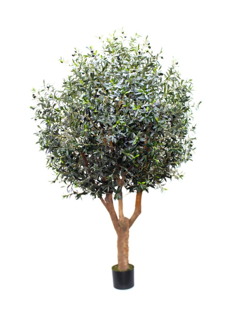 Olivo Albacete 240cm