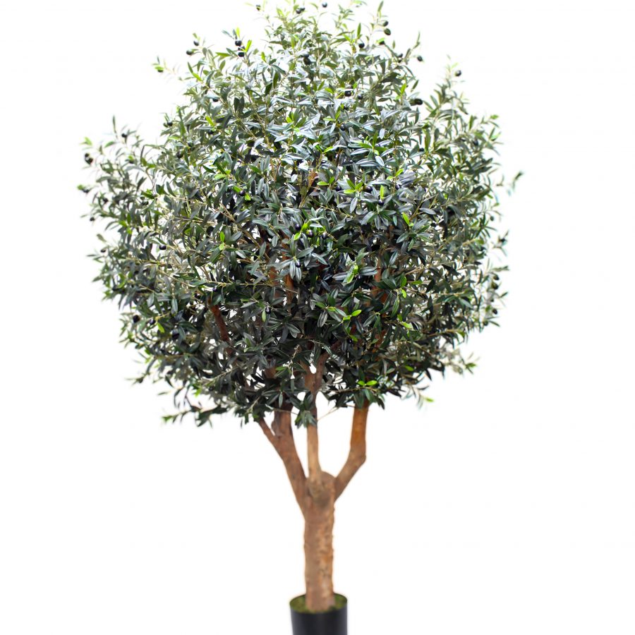 Olivo Albacete 240cm
