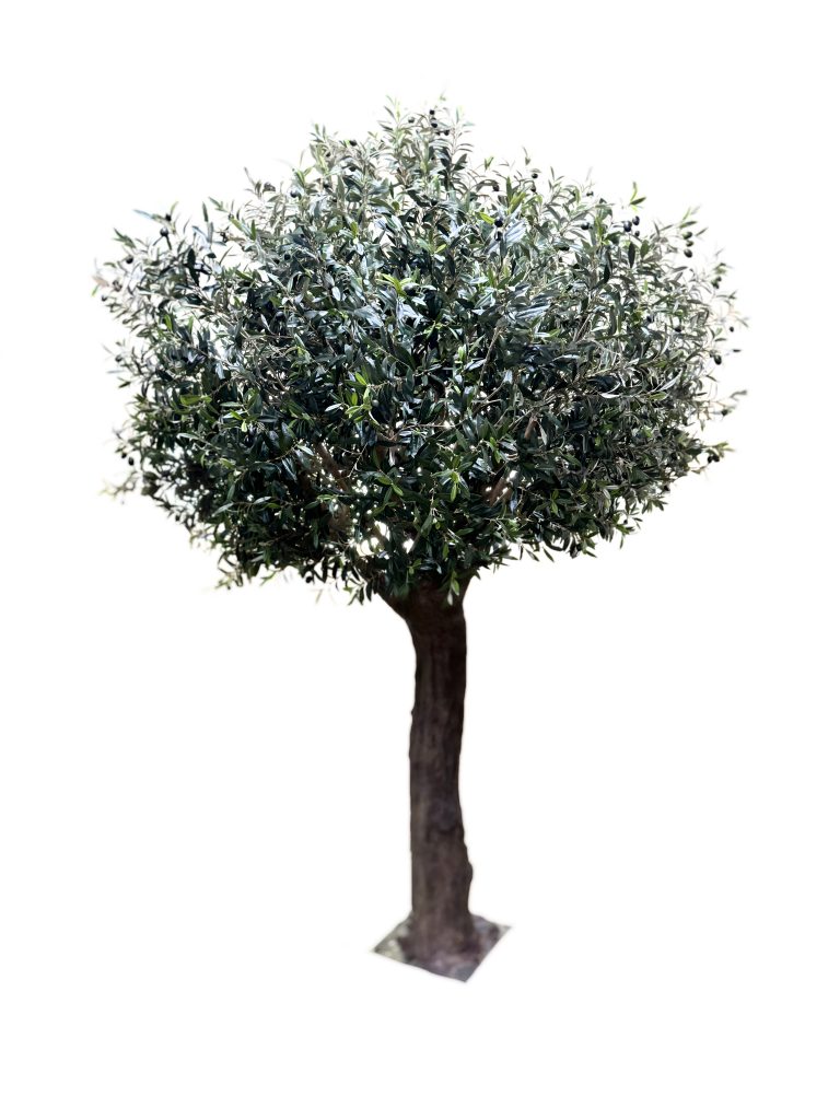 Olivo Valle del Jerte 300cm