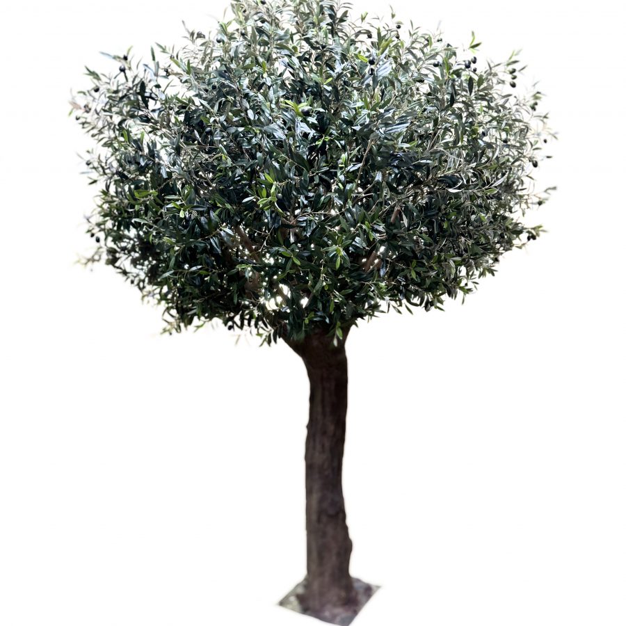 Olivo Valle del Jerte 300cm
