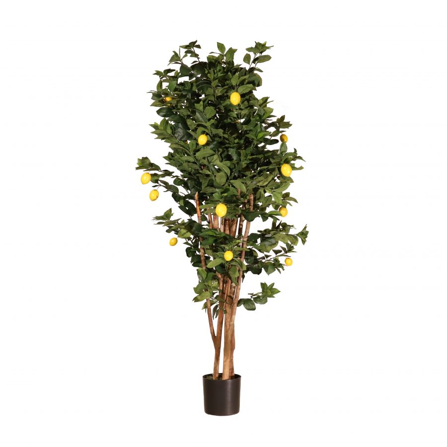 Limonero 180cm
