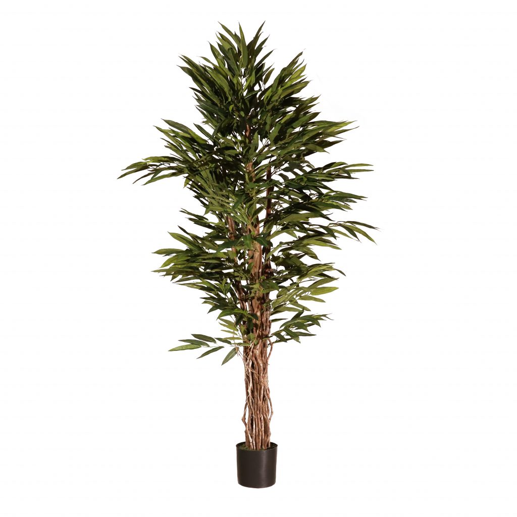 Longifolia 180cm