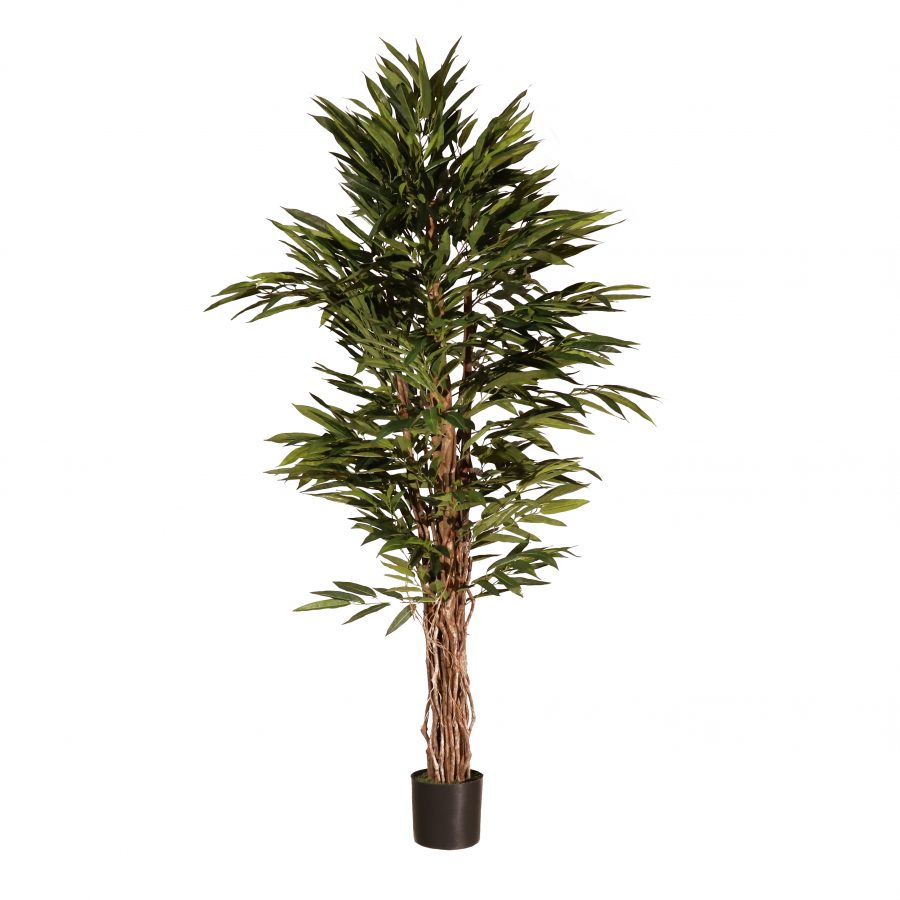 Longifolia 180cm