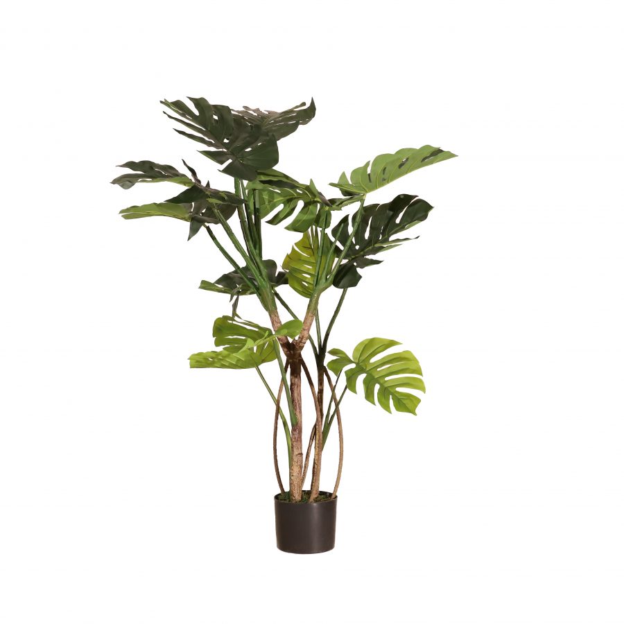 Monstera 120cm