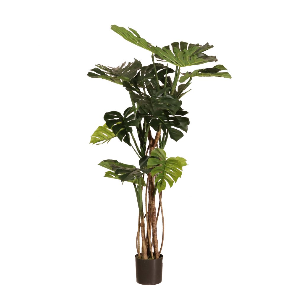 Monstera 160cm