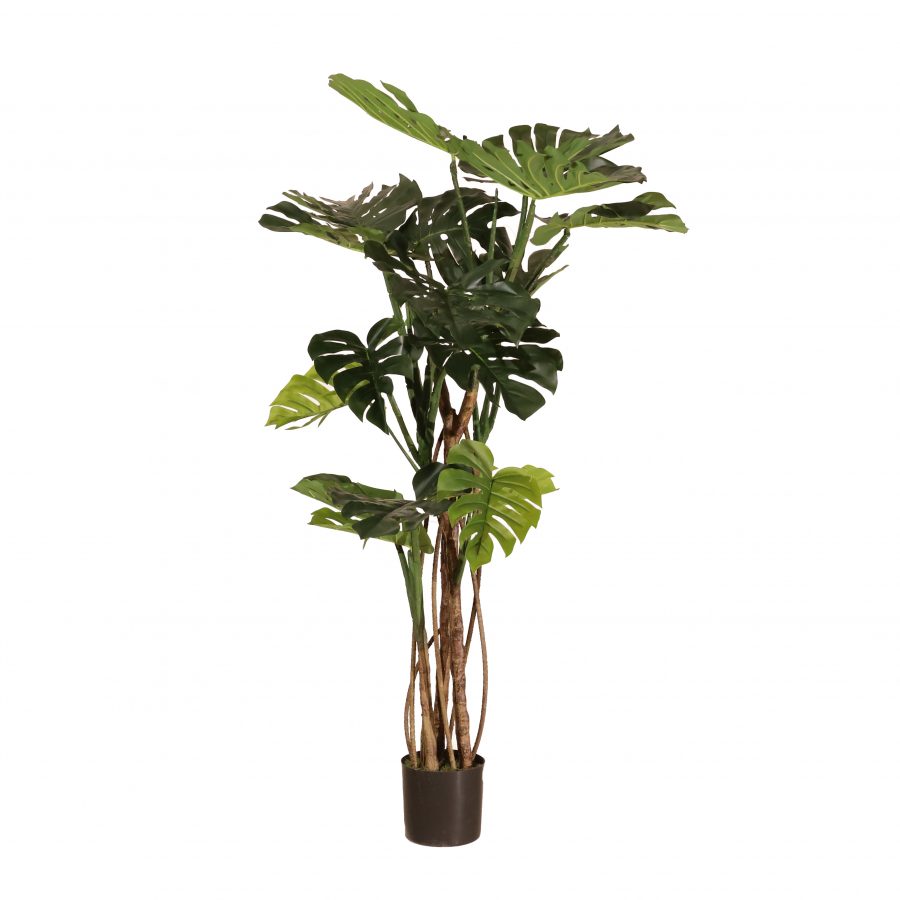 Monstera 160cm