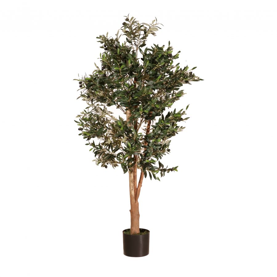Olivo Jaén 150cm