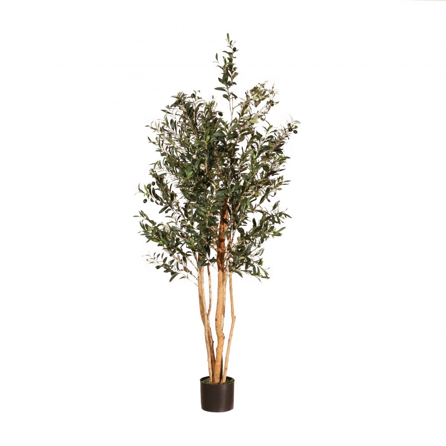 Olivo Granada 180cm