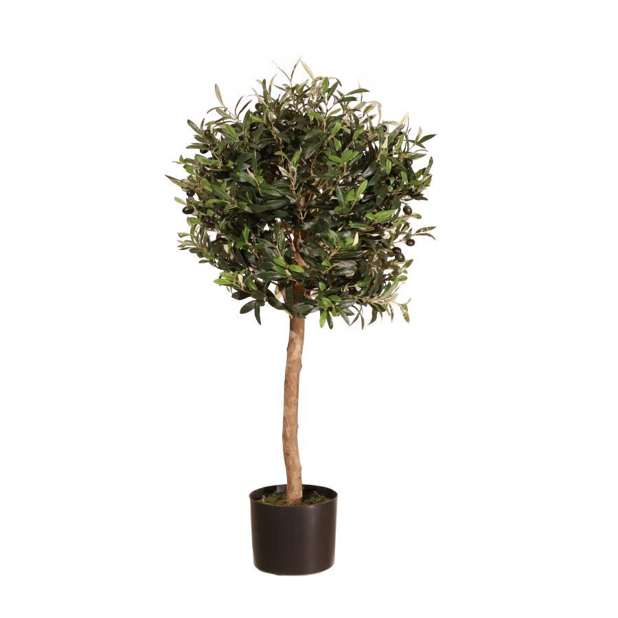 Olivo Córdoba 90cm