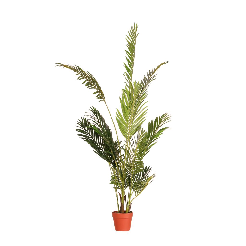 Palmera Areca 180cm