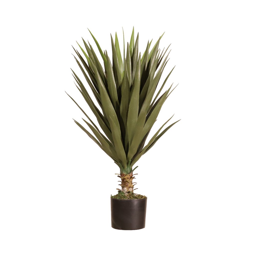 Yuca 80cm
