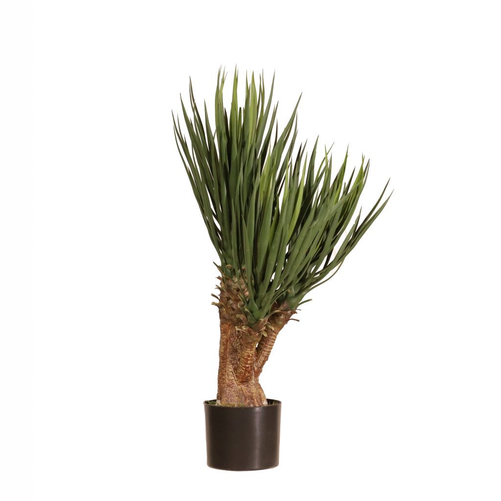 Yuca premium 80cm