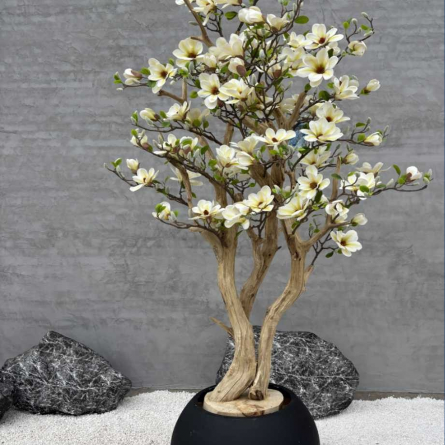 Magnolio Capri