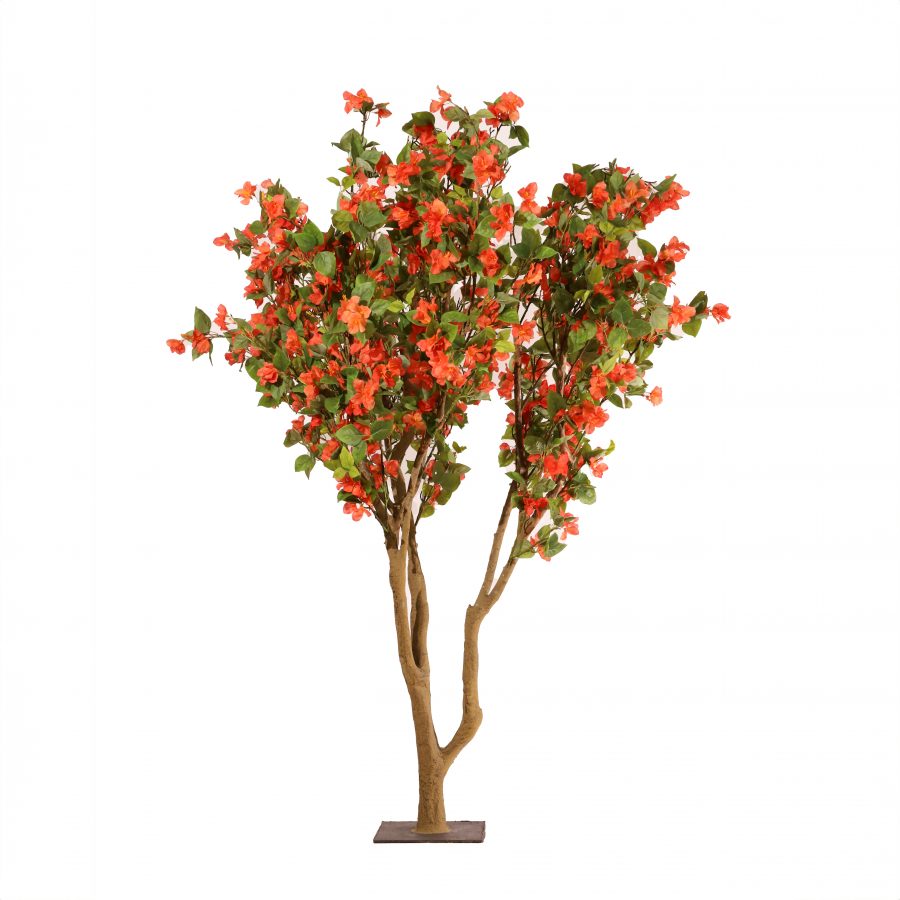 Buganvilla naranja