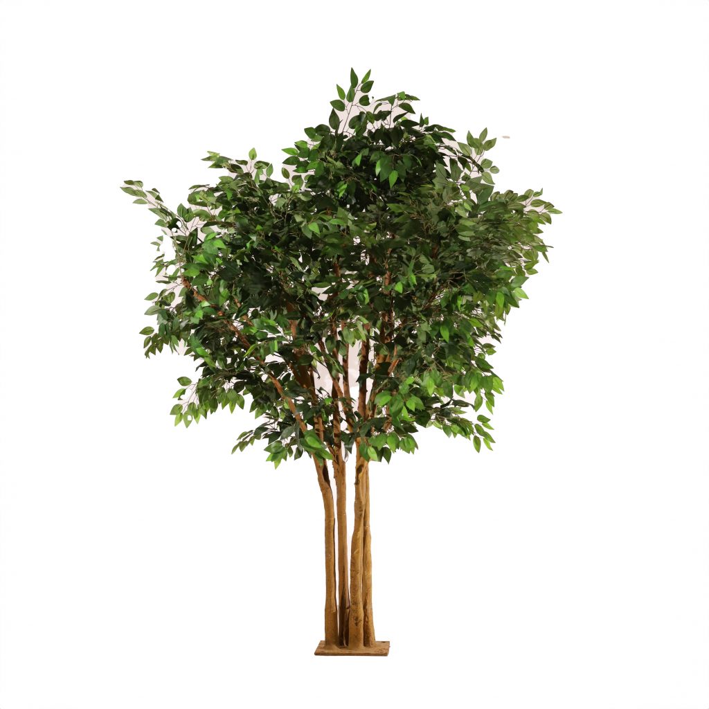 Ficus 250cm