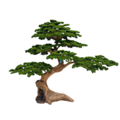 Bonsai Hana