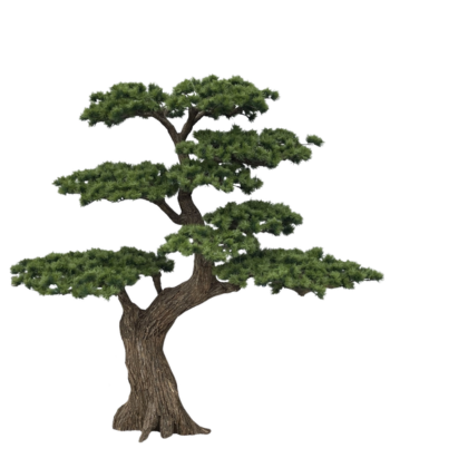 Bonsai Kyoto