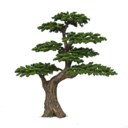 Bonsai Midori