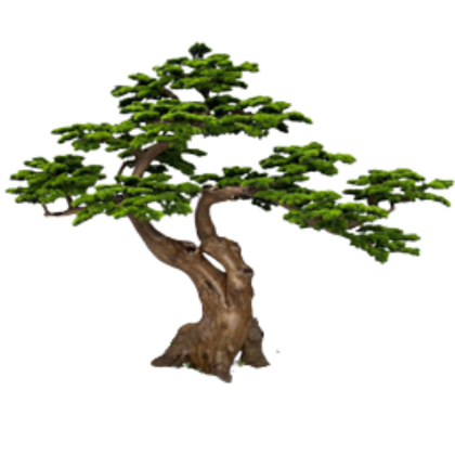 Bonsai Osaka