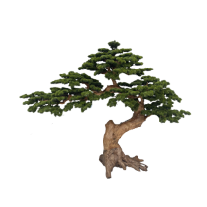 Bonsai Sakura