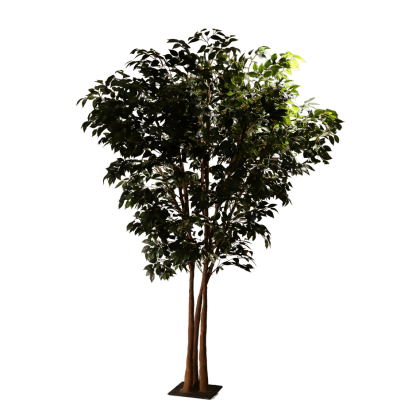 Ficus 230cm