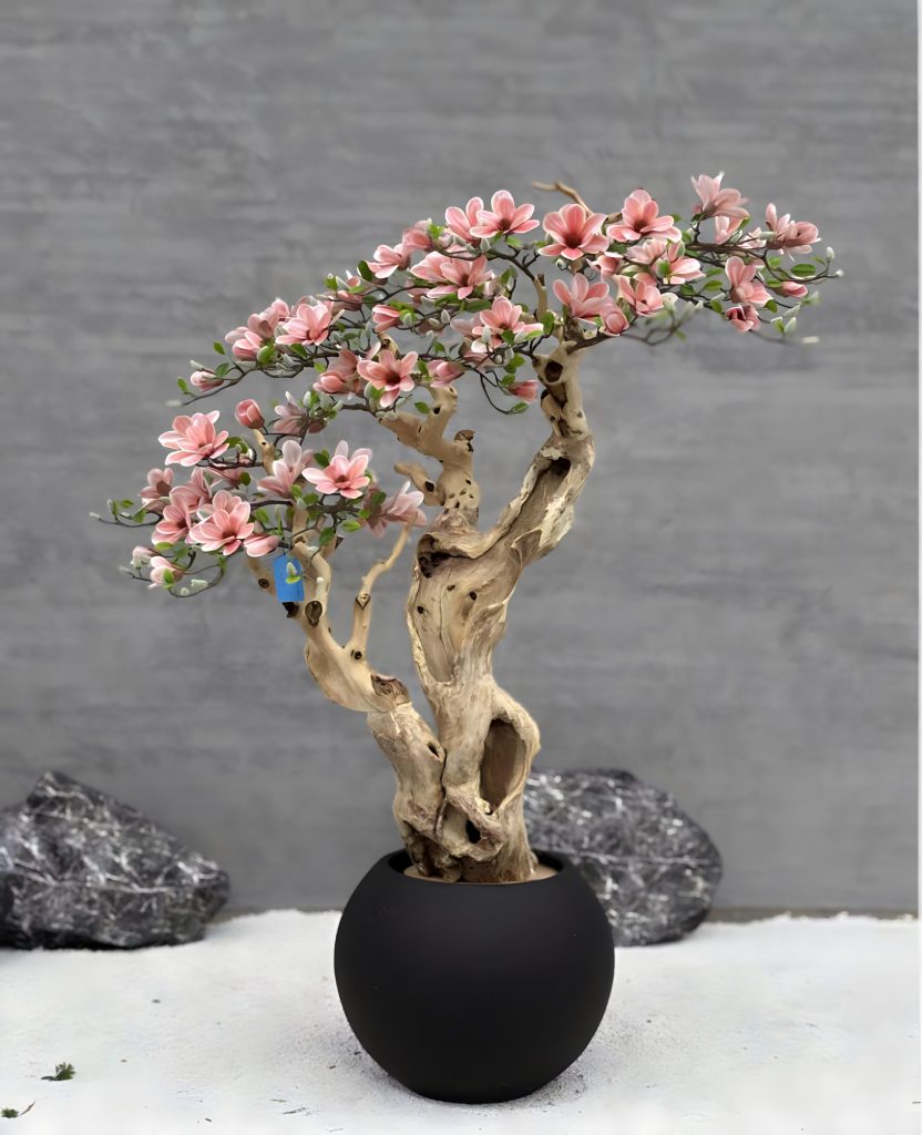 Magnolio Córcega