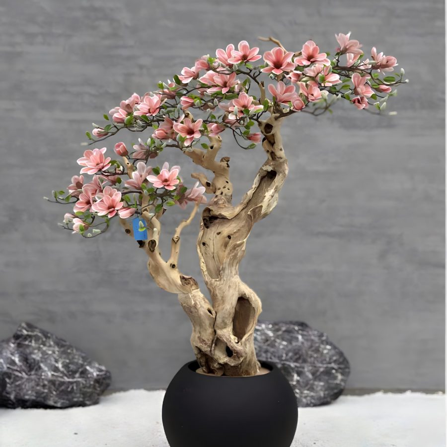 Magnolio Córcega