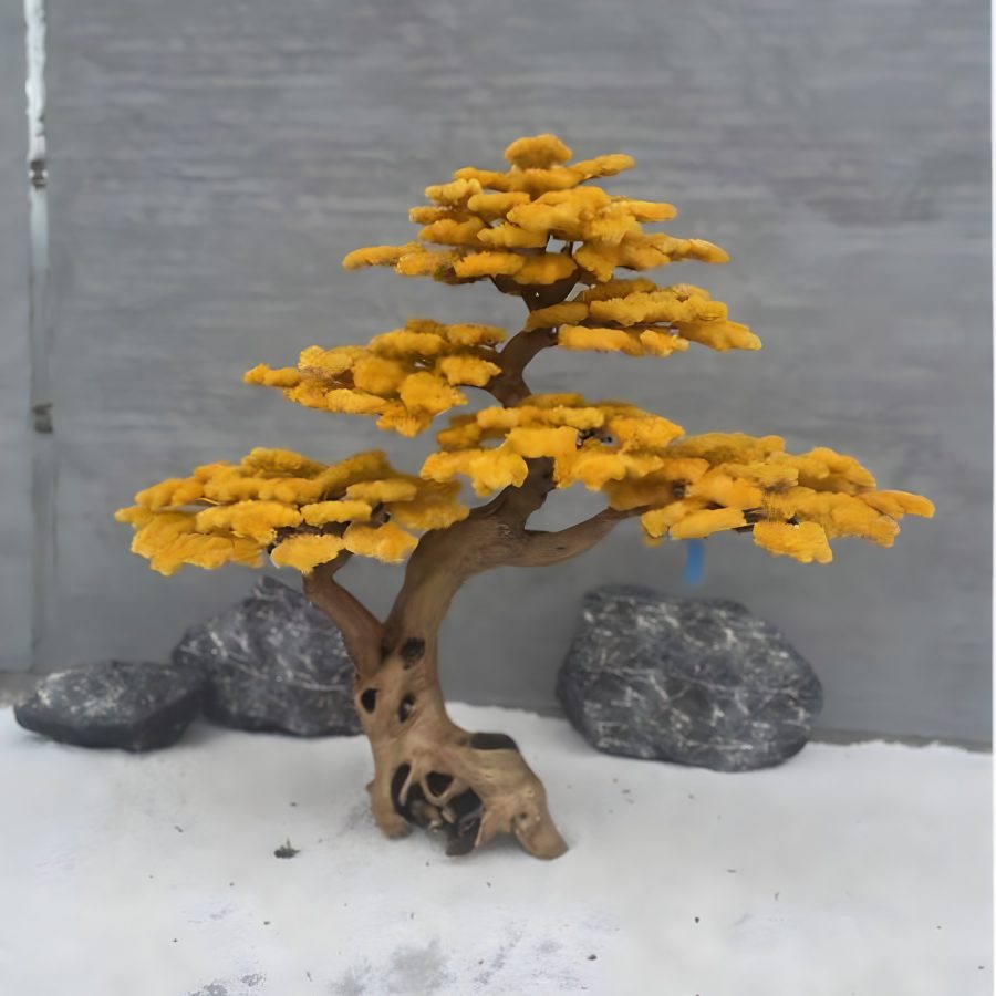 Bonsai Yuzu