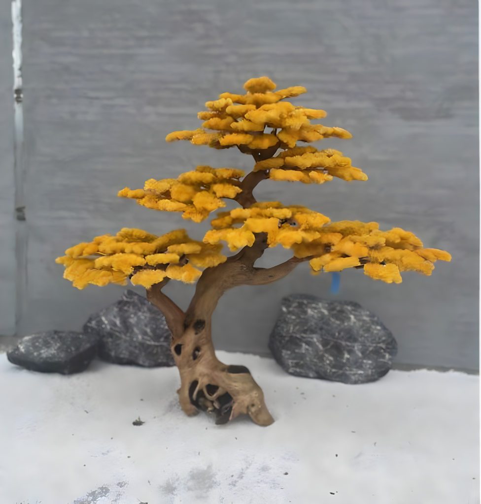 Bonsai Yuzu