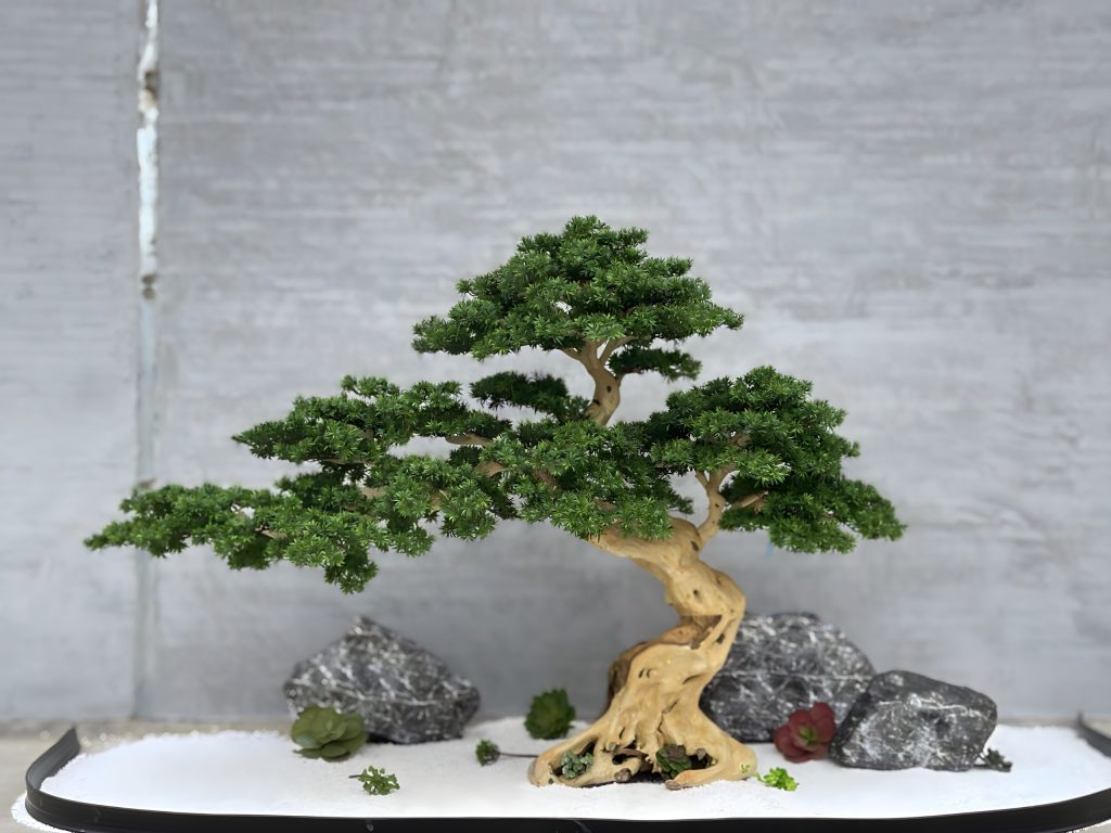 Bonsai Nara