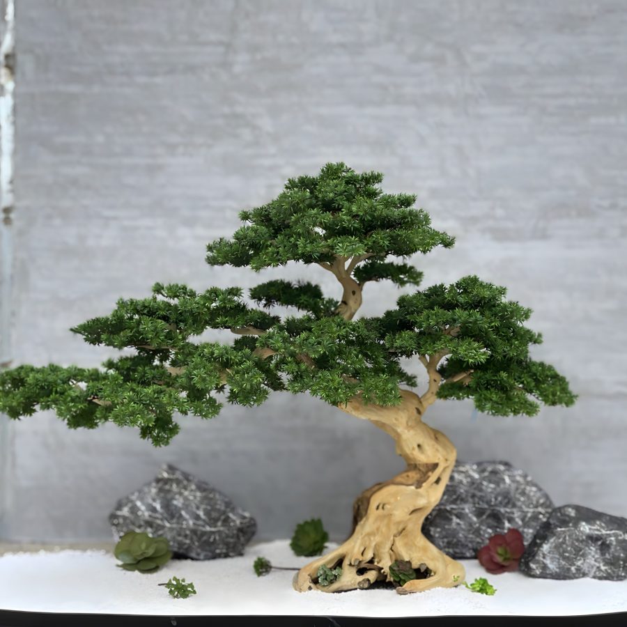 Bonsai Nara