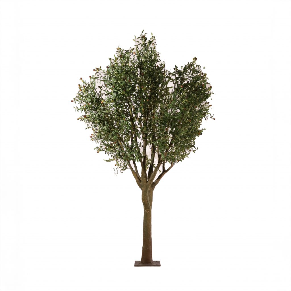 Olivo La Loma 250cm