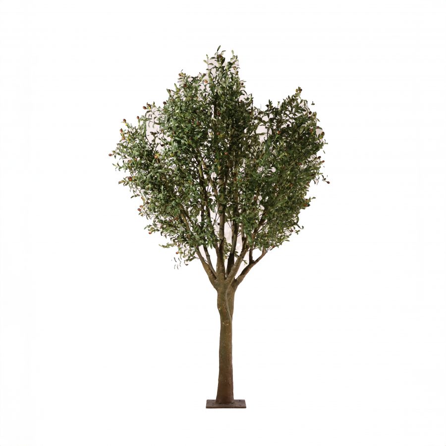 Olivo La Loma 250cm