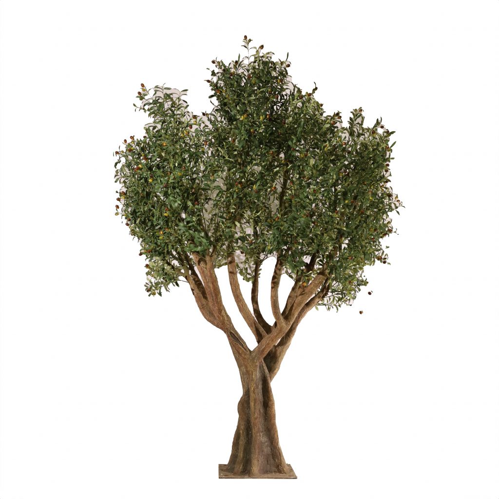 Olivo Poniente Granadino 260cm