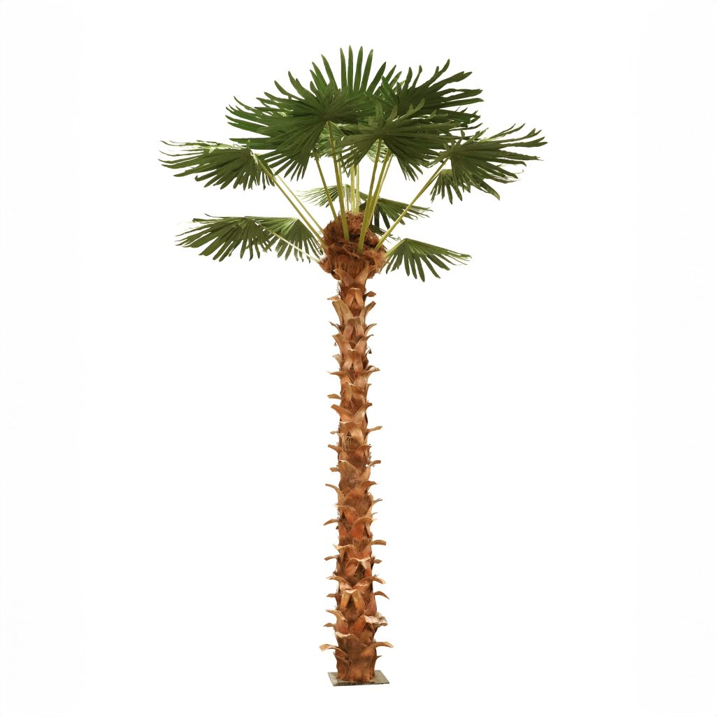 Palmera 5m
